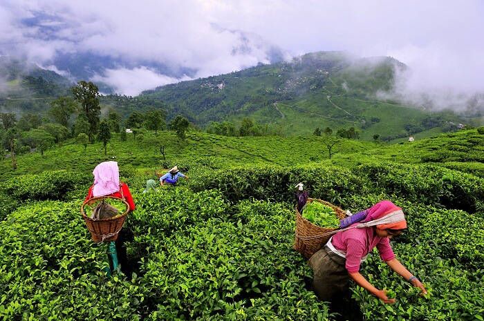 Munnar Tea Gardens
